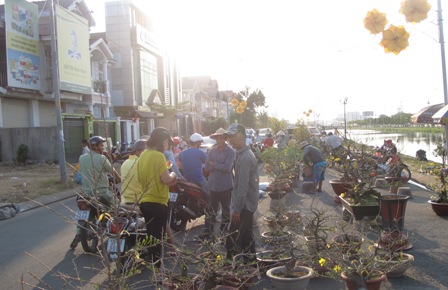 Nhộn nhịp sắm hoa, cây cảnh chiều 30 Tết ảnh 5
